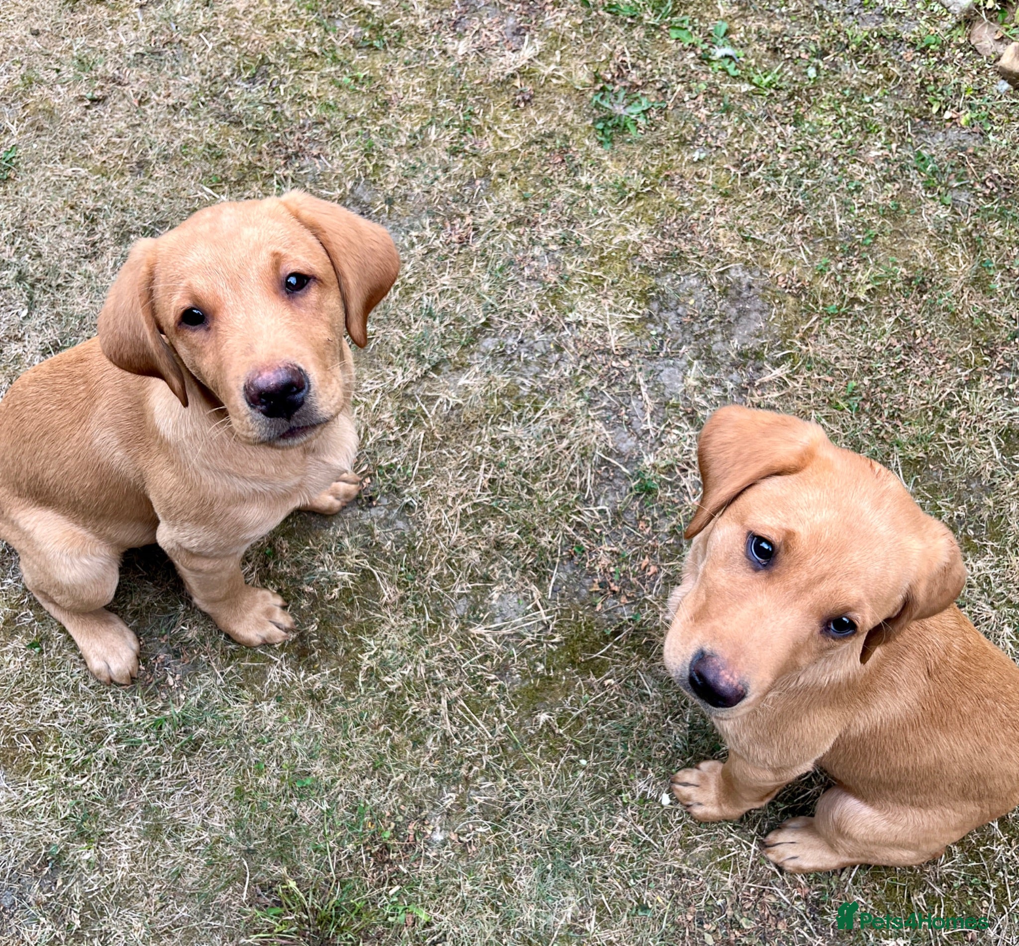 Labrador Retriever dogs Pedigree Labrador Puppies LAST TWO - Advert 1