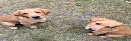 Labrador Retriever dogs for sale: Pedigree Labrador Puppies LAST TWO - Advert 1