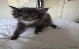 Domestic Shorthair cats for sale: 7 kittens ready 22nd November  - Image 8