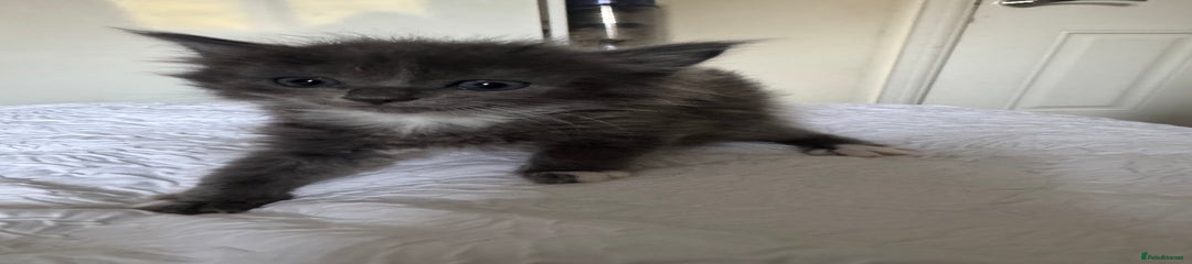 Domestic Shorthair Kitten 1