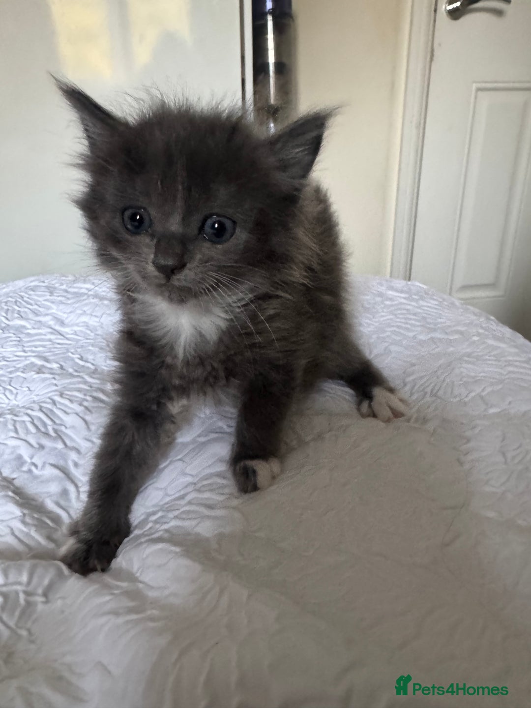 Domestic Shorthair cats for sale: 7 kittens ready 22nd November  - Image 8