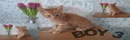 Mixed Breed cats for sale: Ginger kittens for sale - Advert 3