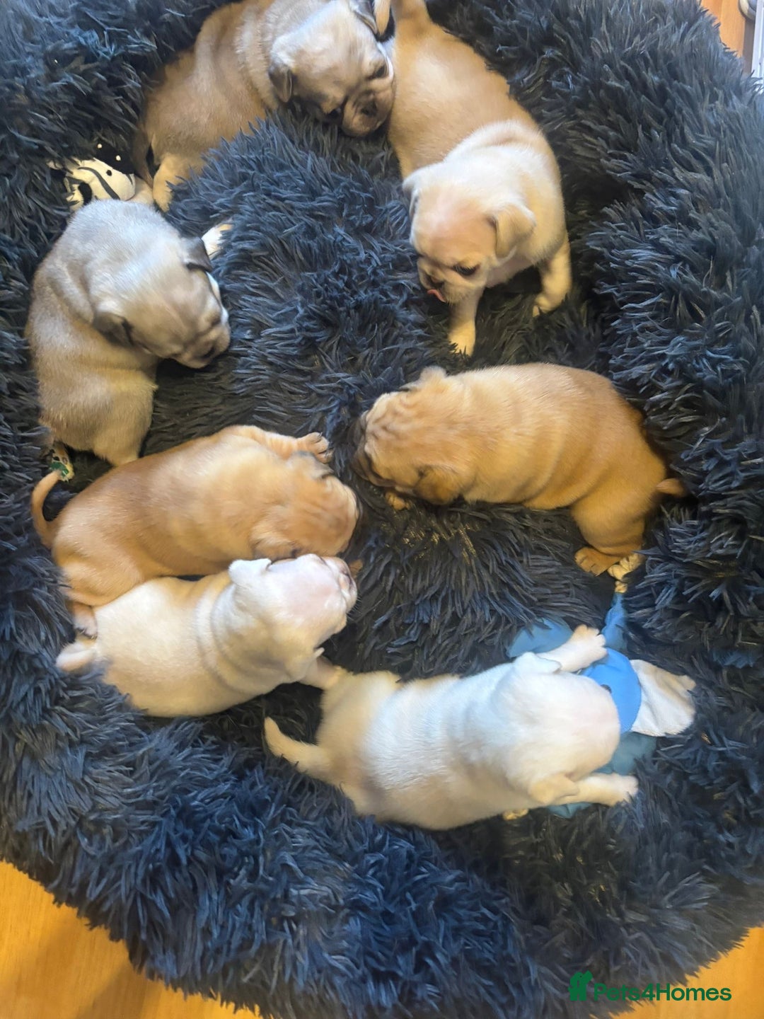 Pug dogs for sale: Beautiful Pug Puppies Male Female - Image 2