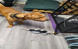 Mixed Breed dogs for sale: Bear the big cuddly goof - Advert 10