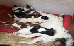 Jack Russell dogs for sale: Jack Russell puppies 5 boys left - Image 3