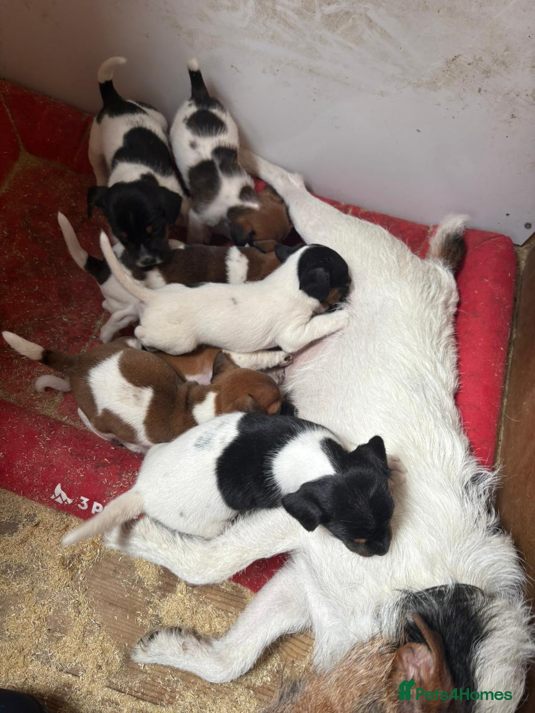 Jack Russell dogs for sale: Jack Russell puppies 5 boys left - Image 3