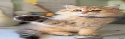 British Longhair cats for sale: British Longhair golden kittens TICA - Advert 11