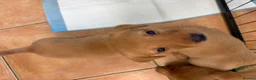 Labrador Retriever dogs for sale: 2 FOX RED LABRADOR BOYS LEFT READY NOW  - Advert 10