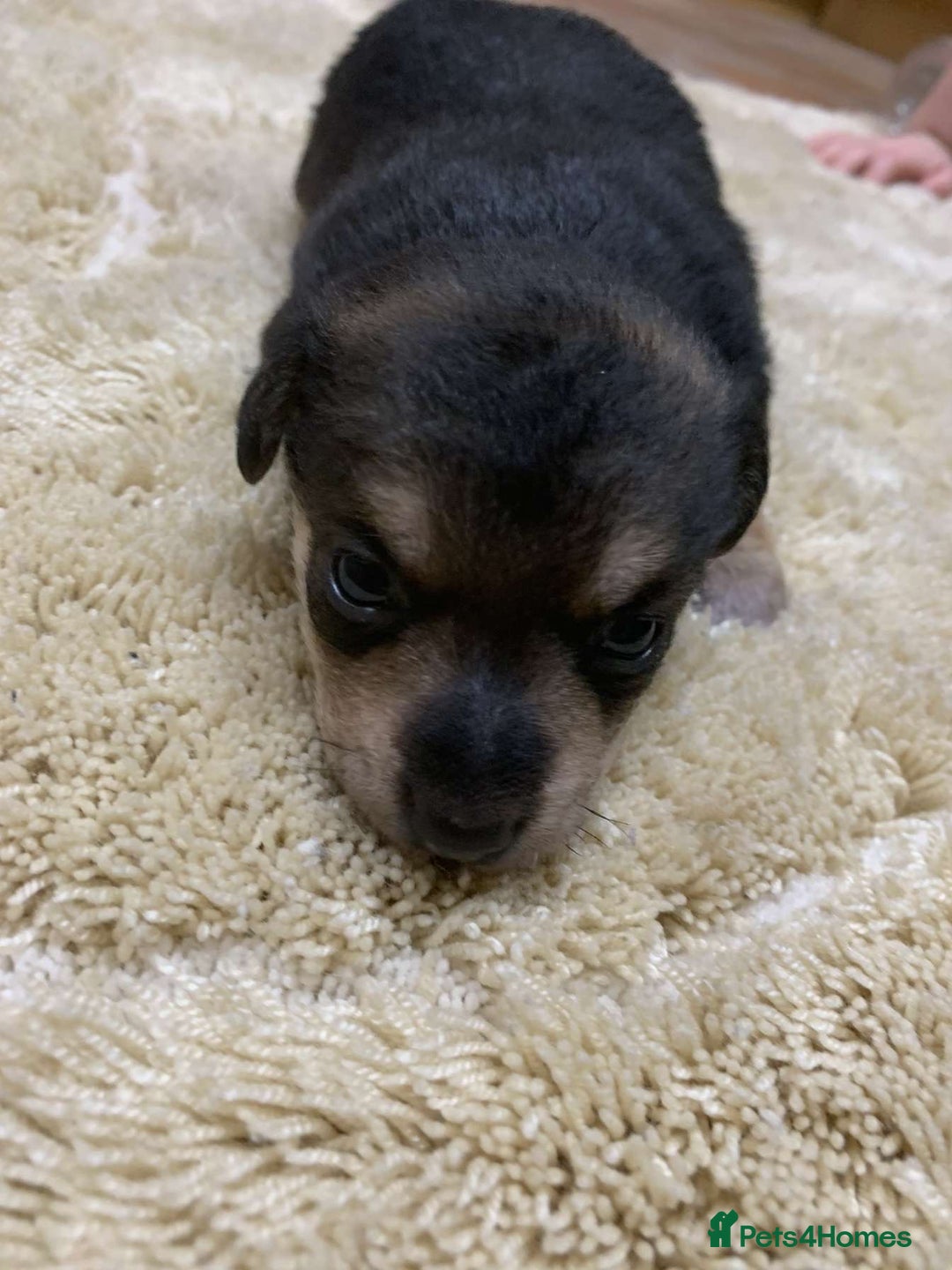 Jack Russell dogs for sale: Jack Russell puppies  - Advert 6