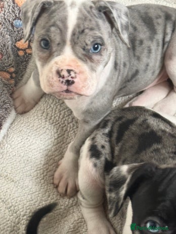 Old Tyme Bulldog dogs - Advert 3