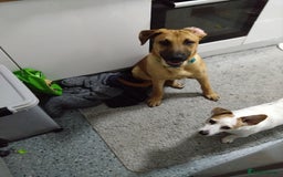 Mixed Breed dogs for sale: RHODESIAN RIDGEBACK CROSS - Image 2