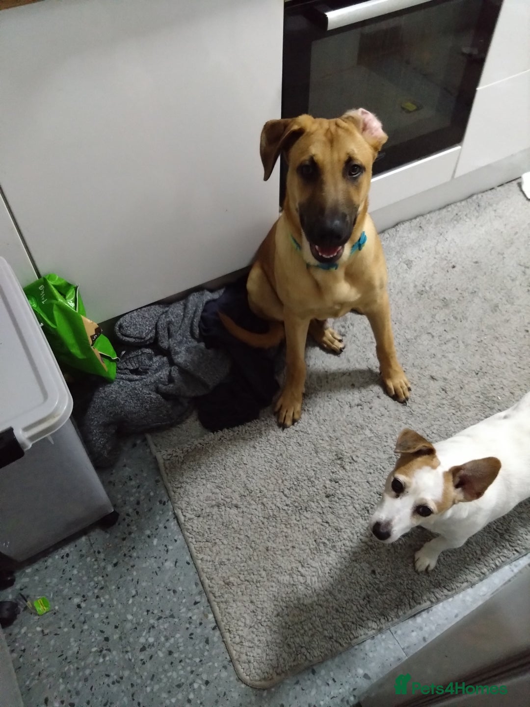 Mixed Breed dogs for sale: RHODESIAN RIDGEBACK CROSS - Image 2