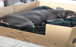 French Bulldog dogs for sale: French bulldog pups - Image 13