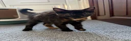 Mixed Breed cats for sale: Tortoise Female Kitten  - Advert 4