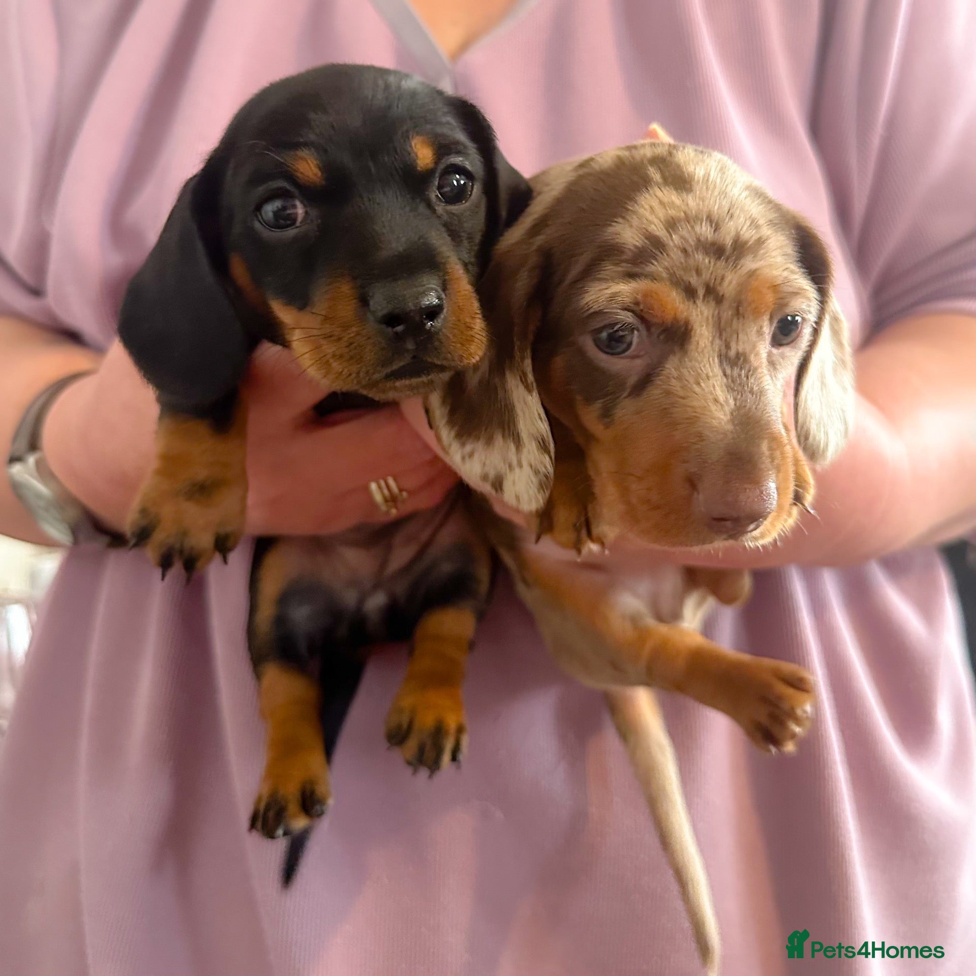 Miniature Dachshund dogs KC Reg Mini Dachshund Pups -PRA Clear- READY 15/10 - Advert 1