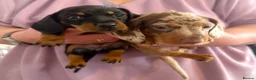 Miniature Dachshund dogs for sale: KC Reg Mini Dachshund Pups -PRA Clear- READY 15/10 - Advert 1