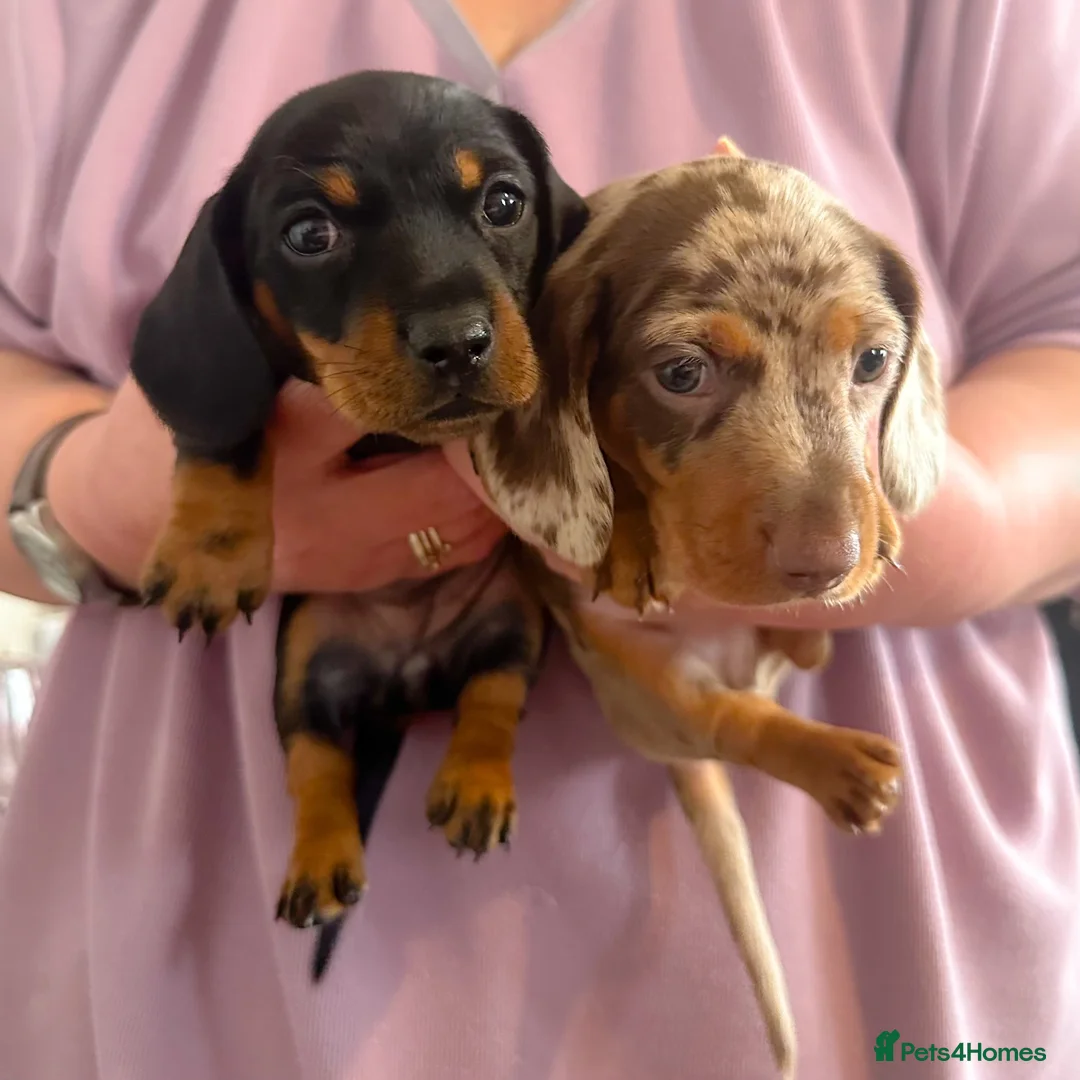 Miniature Dachshund dogs for sale: KC Reg Mini Dachshund Pups -PRA Clear- READY 15/10 - Advert 1