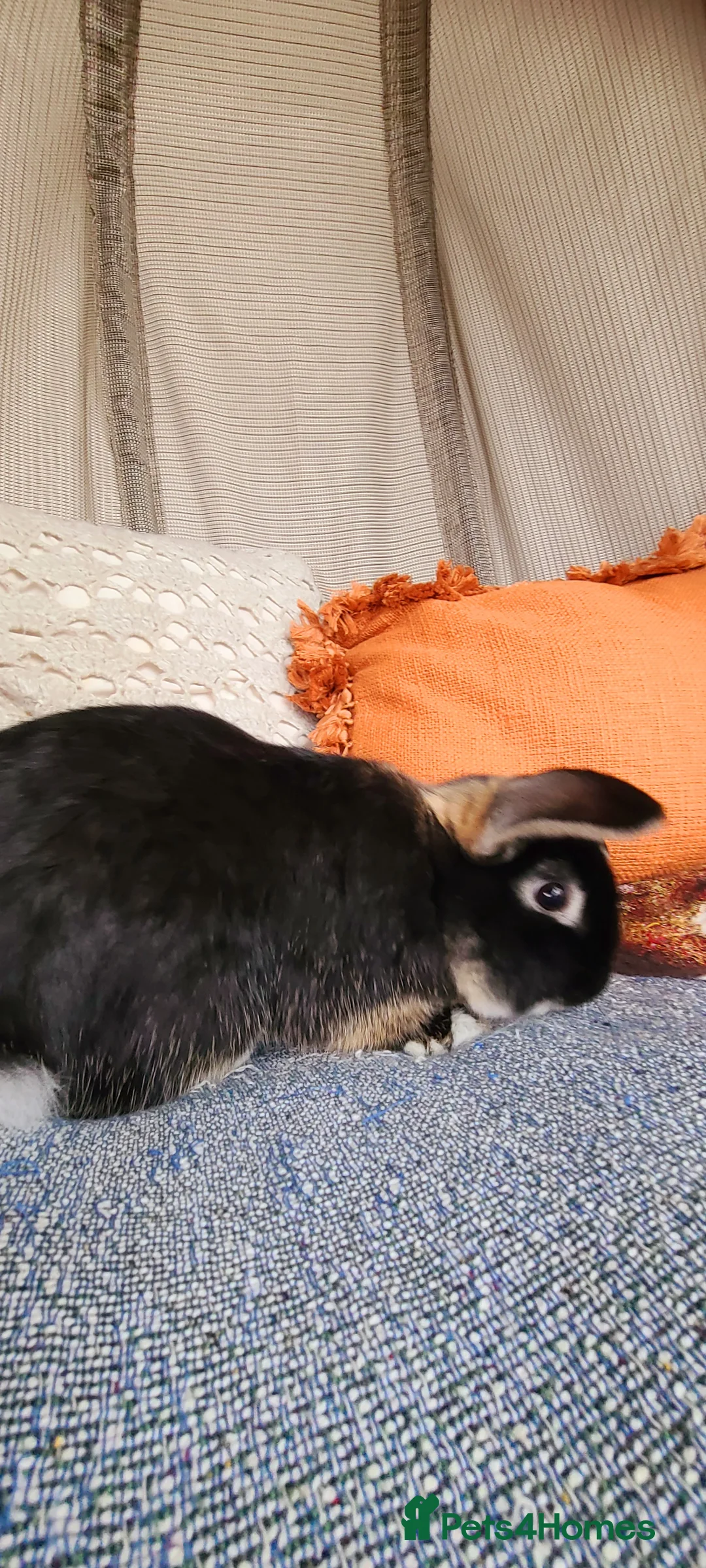 Mixed Breed rabbits for sale: Male rabbit - Advert 3