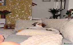Beagle dogs for stud: Beagle for stud - Image 3