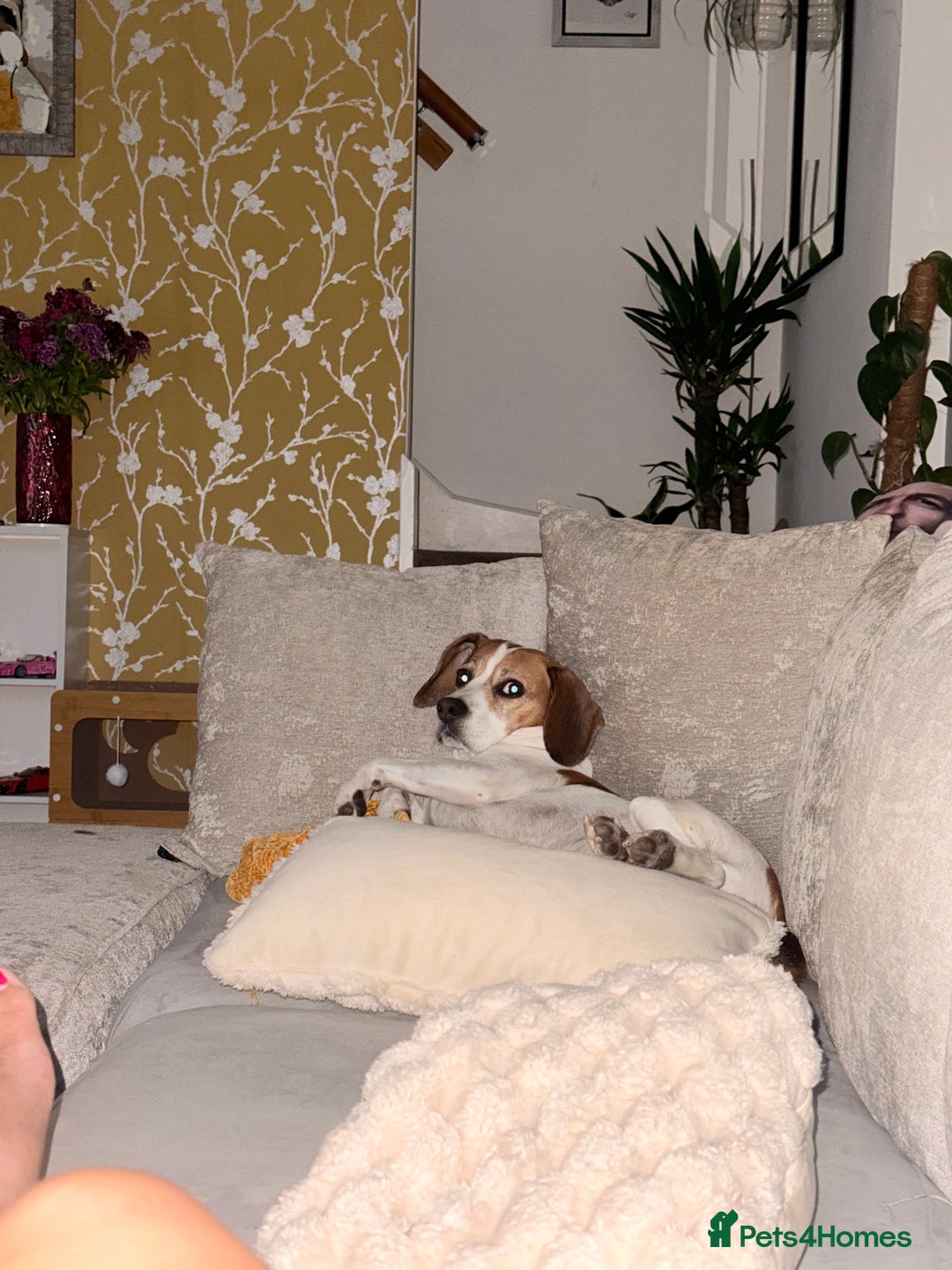 Beagle dogs for stud: Beagle for stud - Image 3