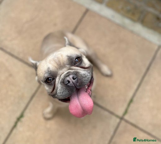 French Bulldog dogs in Maidstone - Advert 7