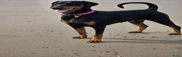 Dobermann dogs for sale: Evalesco Dobermanns - Advert 4