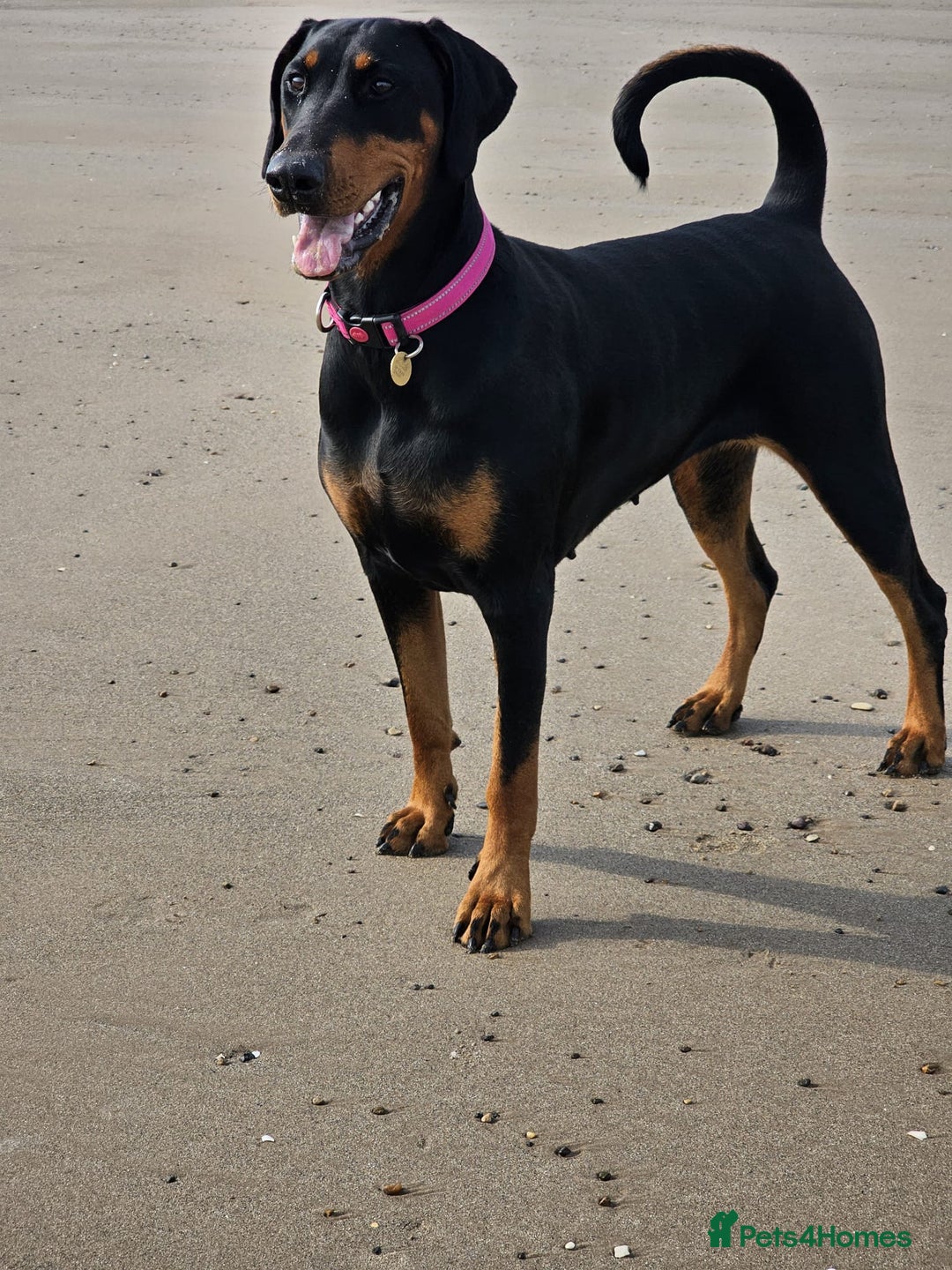 Dobermann dogs for sale: Evalesco Dobermanns - Advert 4