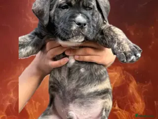 Presa Canario dogs Quality🏆 Champion Blood presa Canario pups!! - Advert 2