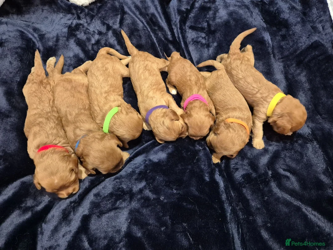 Cavapoo dogs for sale: Adorable F1 Cavapoo puppies - Advert 2
