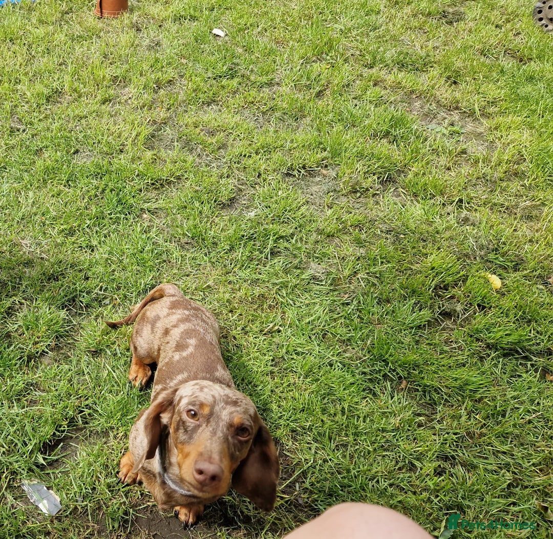 Miniature Dachshund dogs for sale: Miniature dachshund  - Advert 4