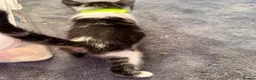 Mixed Breed cats for sale: Beautiful 7 kittens looking for forever homes - Advert 23
