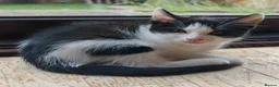 Domestic Shorthair cats for sale: Happy Kittens Looking for a new forever home - Advert 2