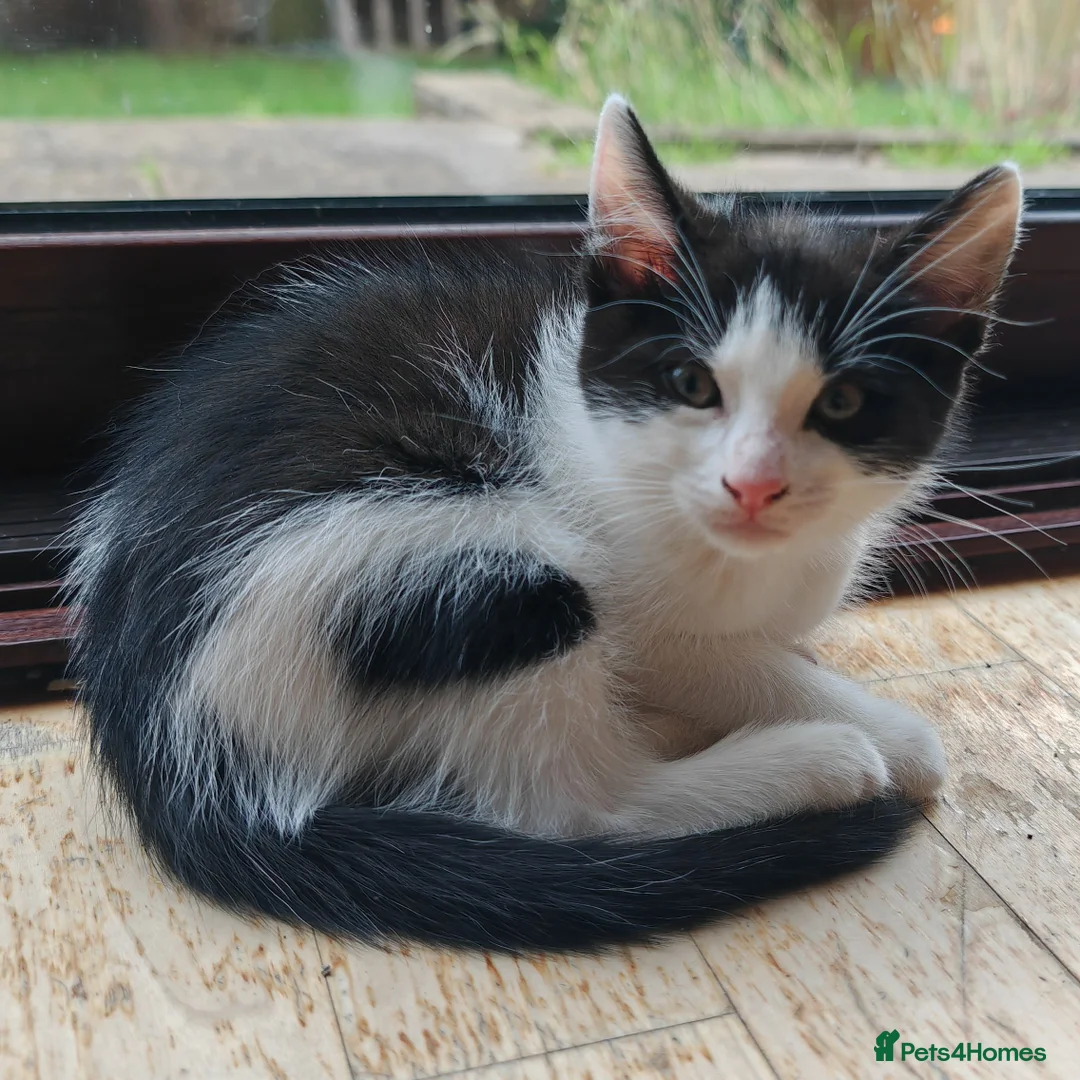 Domestic Shorthair cats for sale: Happy Kittens Looking for a new forever home - Advert 2