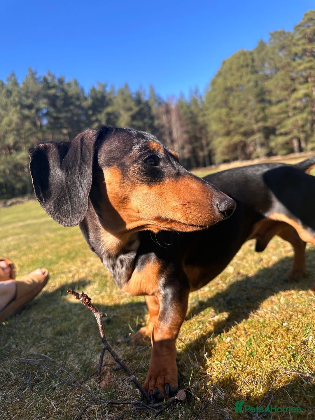 Miniature Dachshund dogs for stud: Mini Dachshund For Stud - Image 4