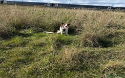 Border Collie dogs for sale: KC Reg Red Border Collie - Image 2