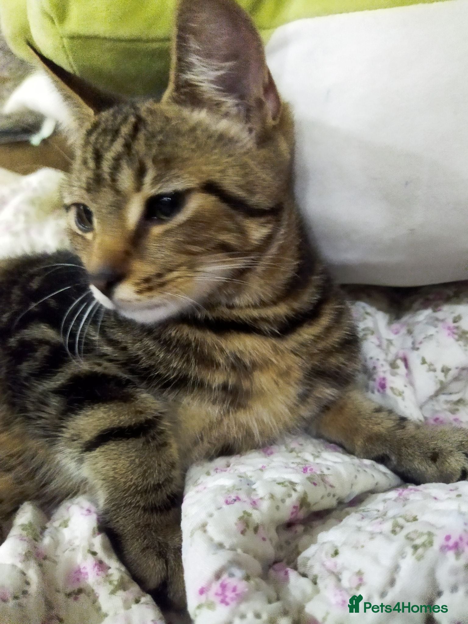 Bengal cats Beautiful kitten ready for new home 🐾🐈 - Advert 2