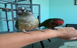 Conures birds for sale: Conures - Image 9