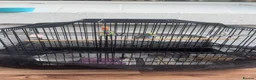 Budgerigars birds for sale: Budgie with cage in Sheffield - Advert 2