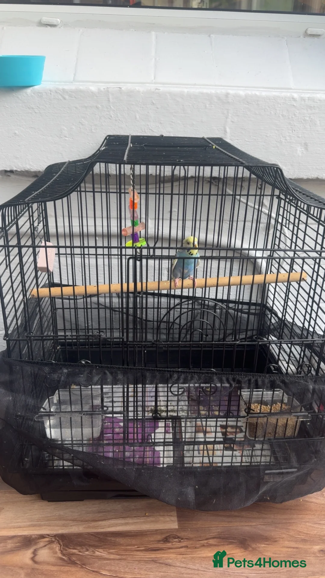 Budgerigars birds for sale: Budgie with cage in Sheffield - Advert 2
