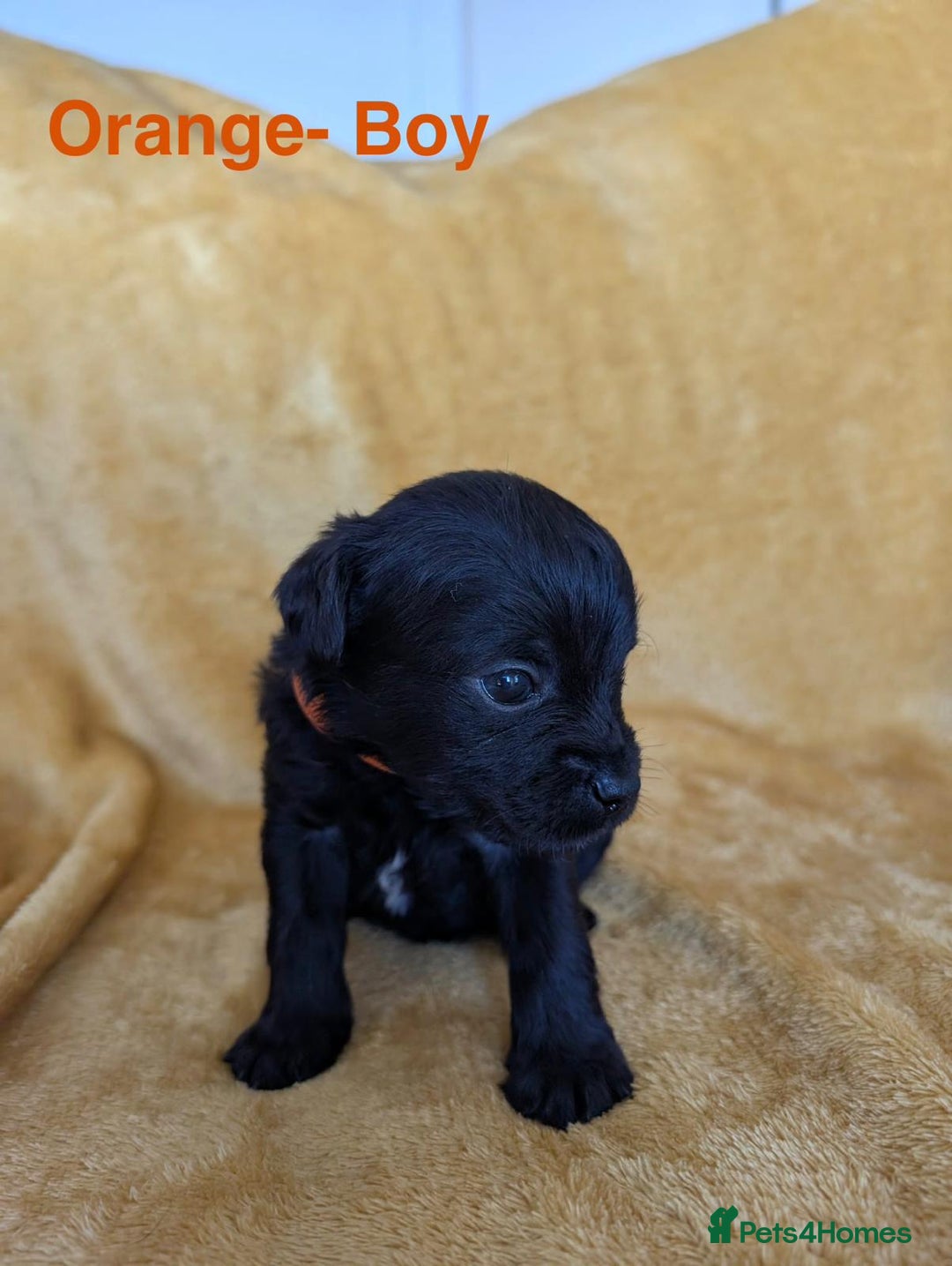 Mixed Breed dogs for sale: Beautiful Border terrier/Patterdale terrier pups - Advert 15