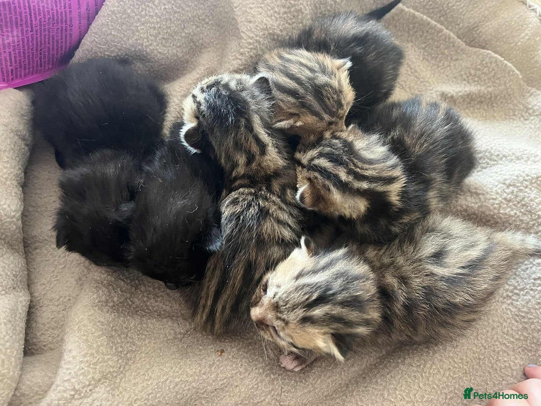 Bengal cats for sale: Beautiful Part/ cross Bengal Kittens - Image 1