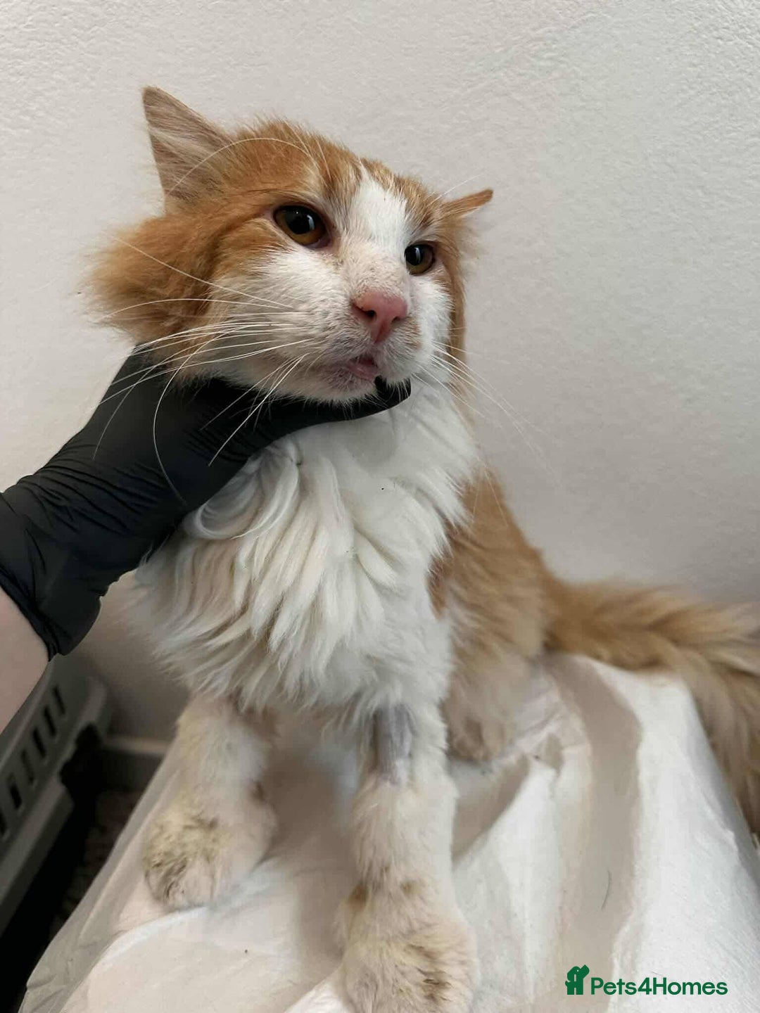 Mixed Breed cats for adoption: Jupiter for adoption - Advert 8