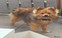 Pomeranian dogs for sale: Pomeranian  - Image 5