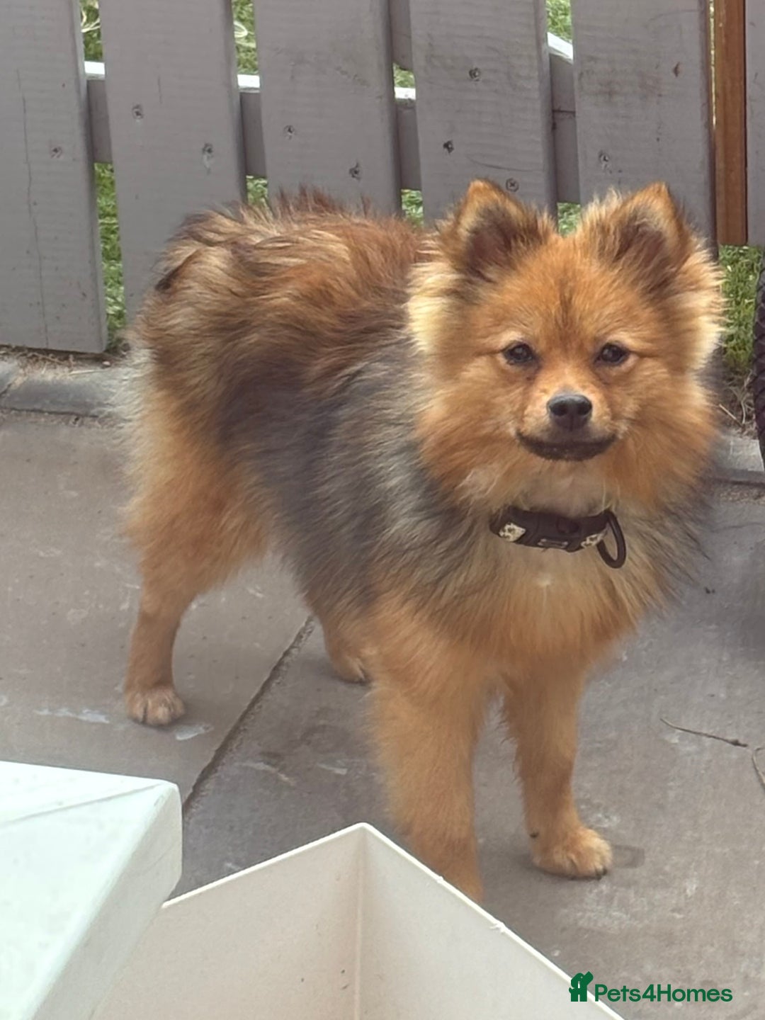 Pomeranian dogs for sale: Pomeranian  - Image 5