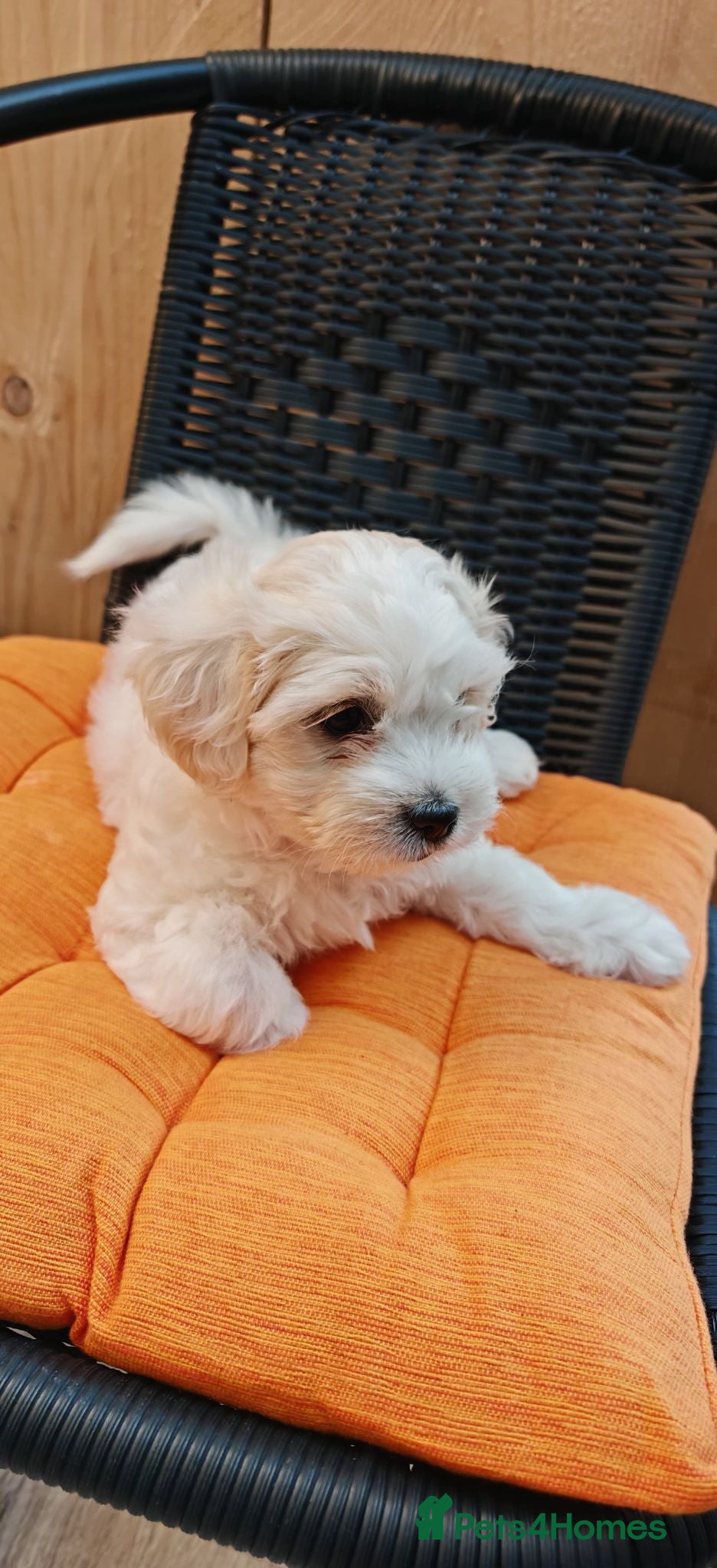 Bichon Frise dogs Bichon Freeze  - Advert 2