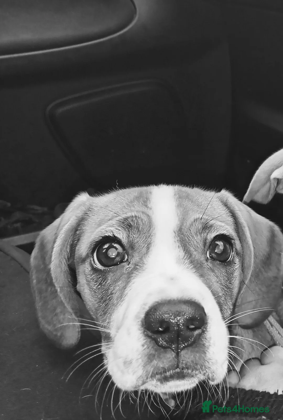 Mixed Breed dogs for sale: Boy&Girl puppy - Advert 1