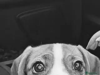 Mixed Breed dogs Boy&Girl puppy - Advert 3