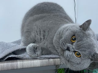 British Shorthair cats in Derby - Advert 19