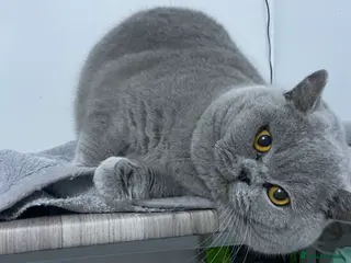 British Shorthair cats 💙 BEAUTIFUL BLUE STUDS EAST MIDS TICA GCCF 💙 in Derby - Advert 10