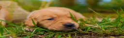Goldador dogs for sale: Beautiful Red Goldador KC Reg Parents in Sleaford - Advert 4